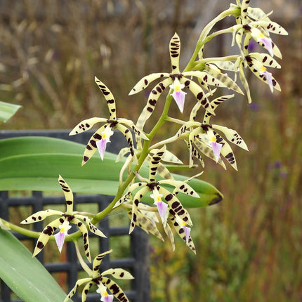Encyclia prismatocarpa (Syn Panarica prismatocarpa) - Orchids for the People