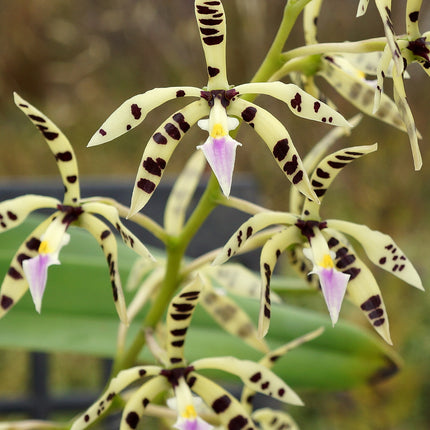 Encyclia prismatocarpa (Syn Panarica prismatocarpa) - Orchids for the People