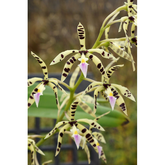 Encyclia prismatocarpa (Syn Panarica prismatocarpa) - Orchids for the People