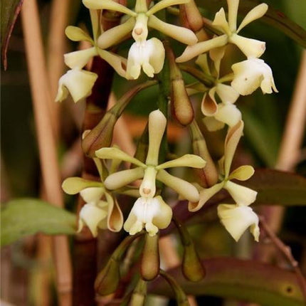 Epidendrum coronatum x Encyclia cordigera - Orchids for the People