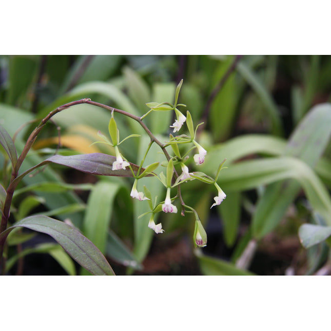 Epidendrum coronatum x  Epidendrum scriptum - Orchids for the People