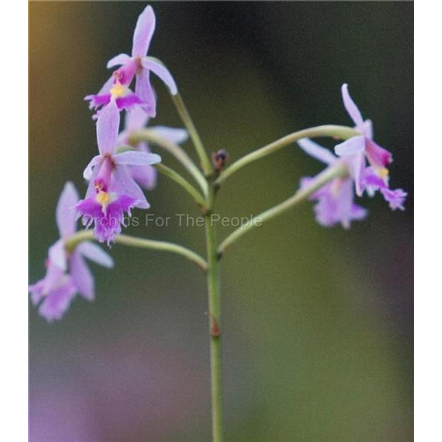 Epidendrum calanthum - Orchids for the People
