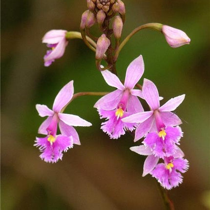 Epidendrum calanthum - Orchids for the People