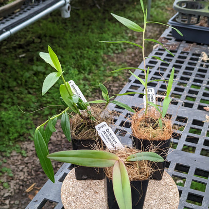 Epidendrum Seedling Special - Orchids for the People