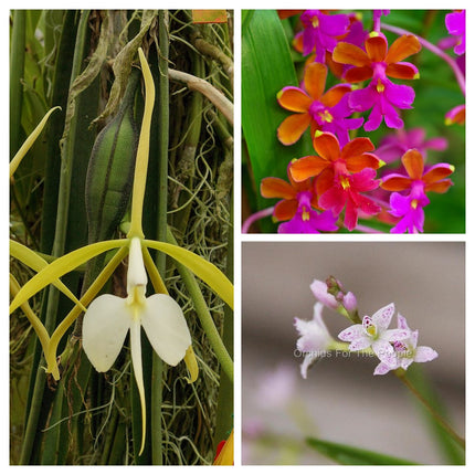 Epidendrum Seedling Special - Orchids for the People