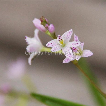 Epidendrum fimbriatum - Orchids for the People