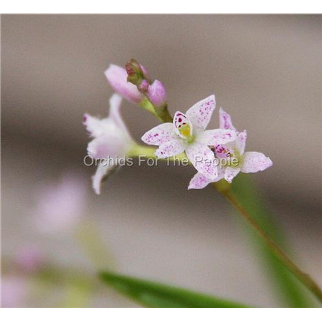 Epidendrum fimbriatum - Orchids for the People