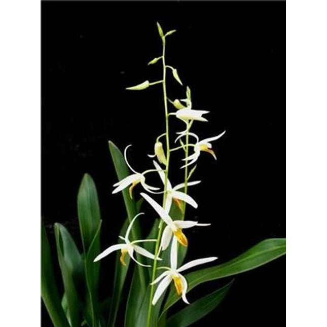 Epigeneium cacuminis - Orchids for the People