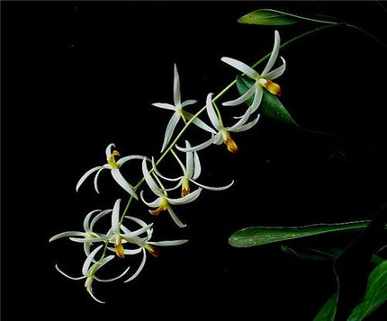 Epigeneium cacuminis - Orchids for the People