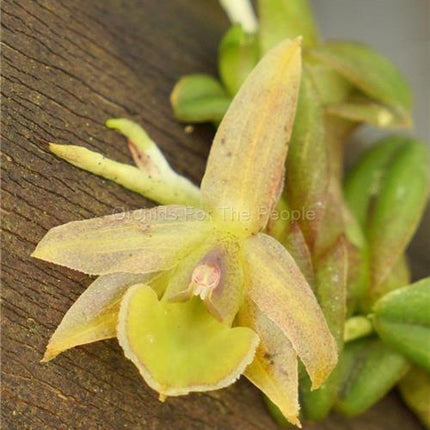 Epidendrum longirepens - Orchids for the People