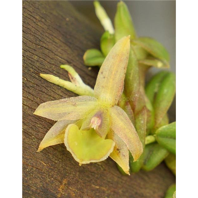 Epidendrum longirepens - Orchids for the People