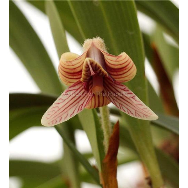 Eria globifera - Orchids for the People