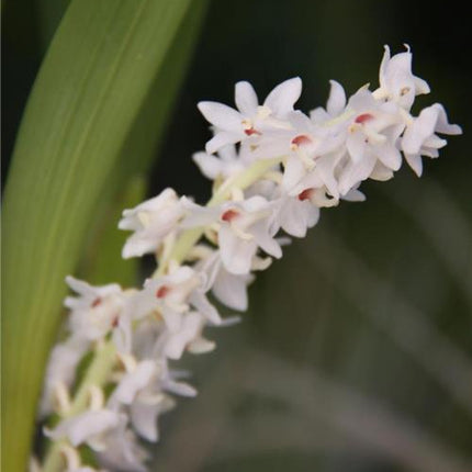 Eria hyacinthoides - Orchids for the People