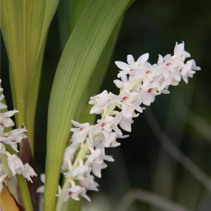 Eria hyacinthoides - Orchids for the People