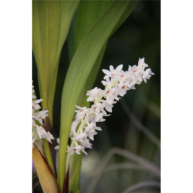 Eria hyacinthoides - Orchids for the People