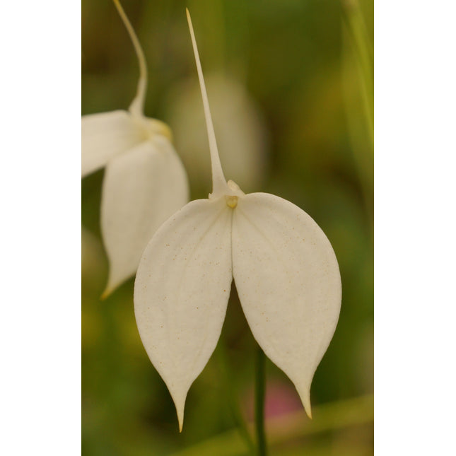 Masdevallia coccinea alba 'Greentree' - Orchids for the People
