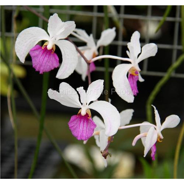 Holcoglossum kimballianum - Orchids for the People
