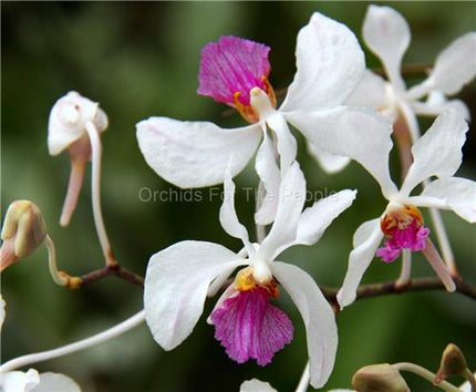 Holcoglossum kimballianum - Orchids for the People