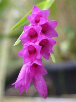 Isochilus linearis - Orchids for the People