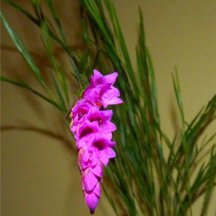 Isochilus linearis - Orchids for the People