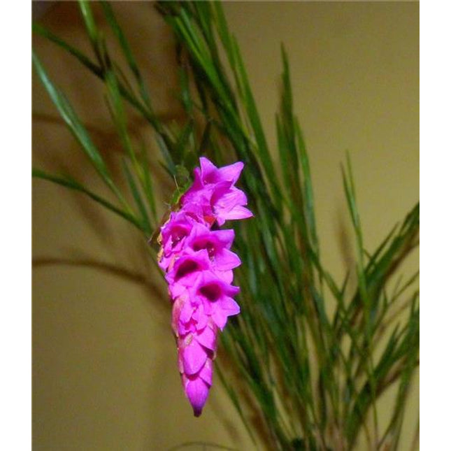 Isochilus linearis - Orchids for the People