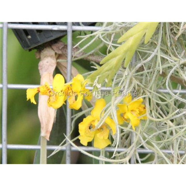 Lockhartia lunifera - Orchids for the People