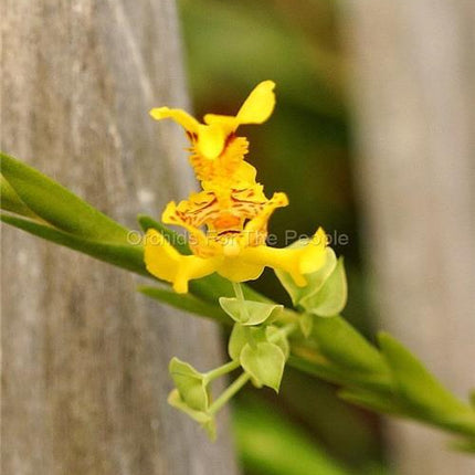 Lockhartia lunifera - Orchids for the People