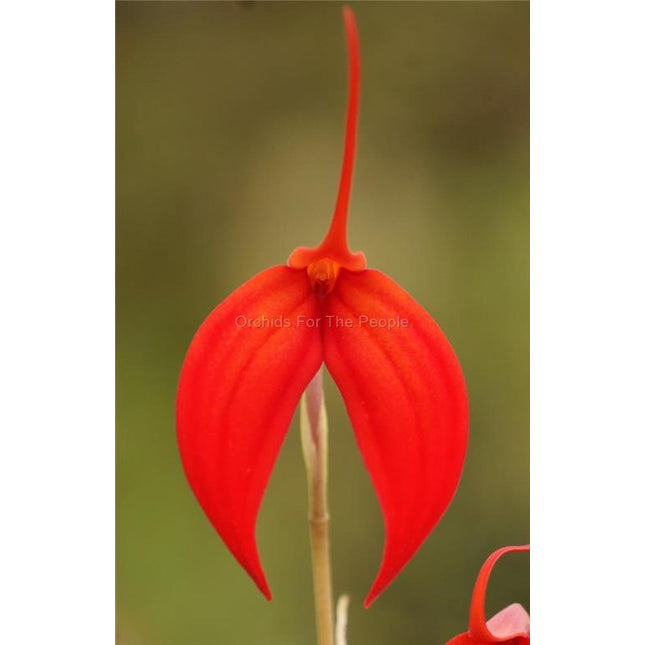 Masdevallia Falcon Sunrise - Orchids for the People