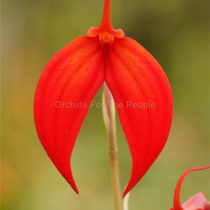 Masdevallia Falcon Sunrise - Orchids for the People