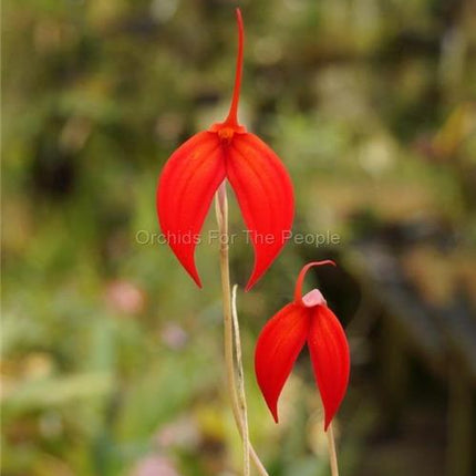 Masdevallia Falcon Sunrise - Orchids for the People