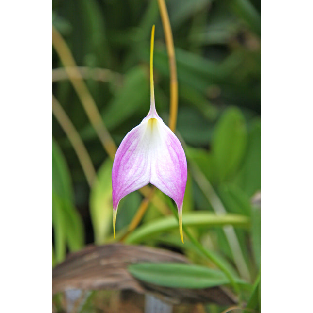 Masdevallia Bella Donna 'Highland Blush' - Orchids for the People
