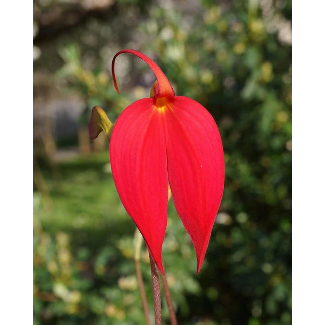 Masdevallia coccinea 'Leywoods' - Orchids for the People