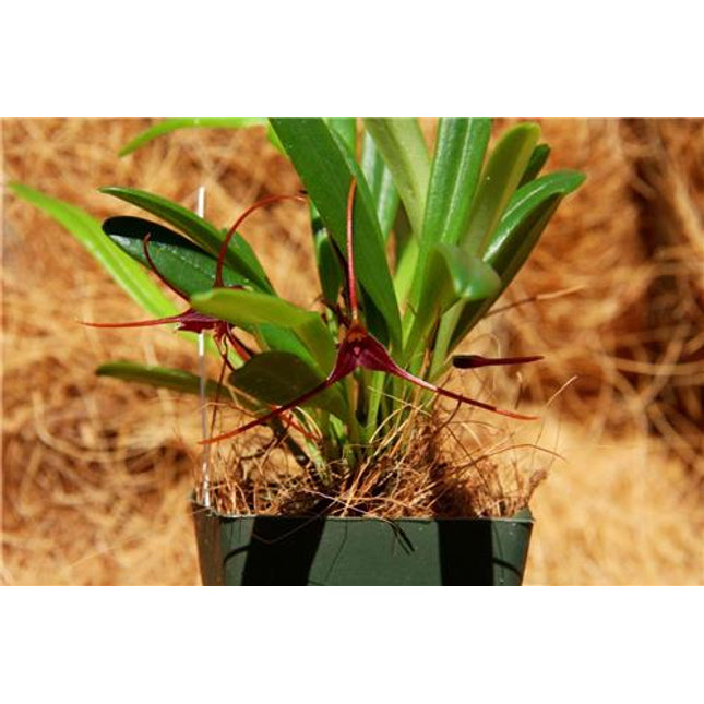 Masdevallia herradurae - Orchids for the People