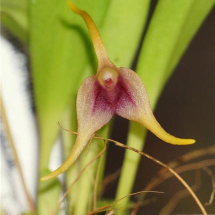 Masdevallia (herradurae x nicaraguae) - Orchids for the People