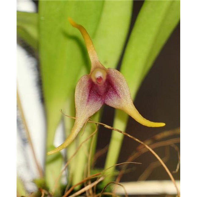 Masdevallia (herradurae x nicaraguae) - Orchids for the People