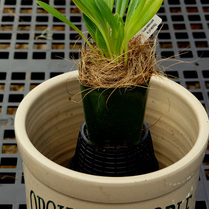 Masdevallia schroederiana - Orchids for the People