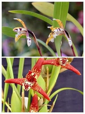 Maxillaria (picta x tenuifolia) - Orchids for the People
