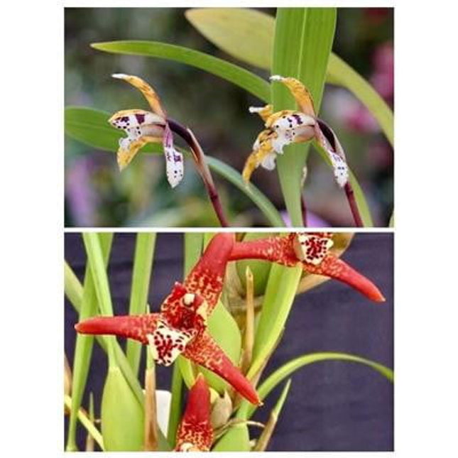 Maxillaria (picta x tenuifolia) - Orchids for the People