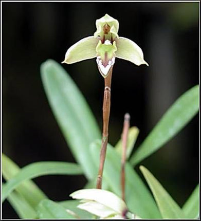 Maxillaria cerifera - Orchids for the People