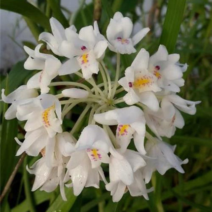 Neobenthamia gracilis - Orchids for the People