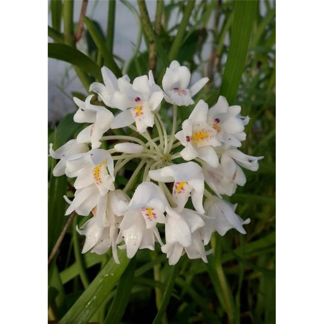 Neobenthamia gracilis - Orchids for the People