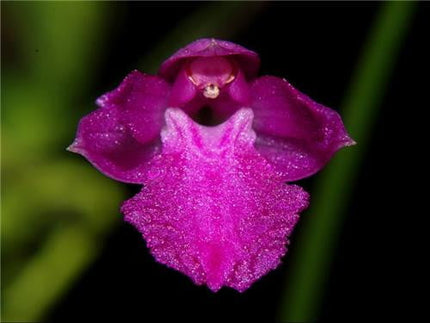 Neolauchea pulchella - Orchids for the People
