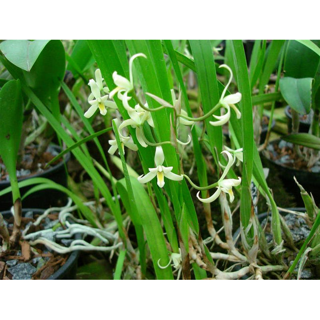 Nidema boothii - Orchids for the People