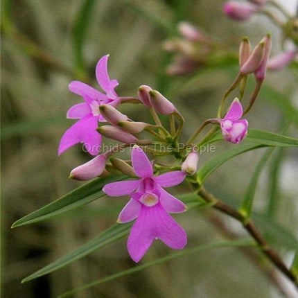 Oerstedella centradinia - Orchids for the People