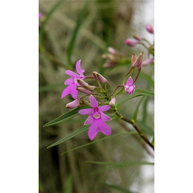 Oerstedella centradinia - Orchids for the People