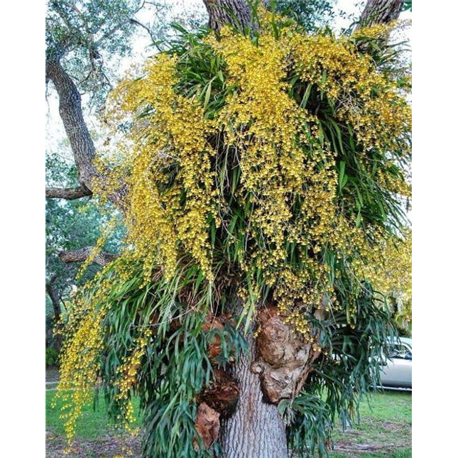 Oncidium sphacelatum - Orchids for the People