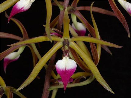 Panarica (Encyclia) brassavolae - Orchids for the People
