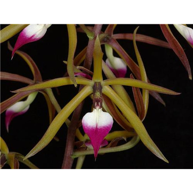Panarica (Encyclia) brassavolae - Orchids for the People