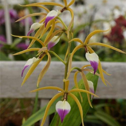 Panarica (Encyclia) brassavolae - Orchids for the People