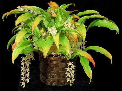 Pholidota chinensis - Orchids for the People